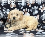 Small Photo #2 Cavachon Puppy For Sale in AIRVILLE, PA, USA