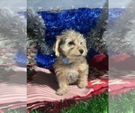 Small #23 YorkiePoo