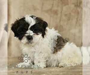 ShihPoo Puppy for sale in GORDONVILLE, PA, USA
