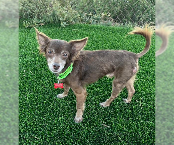 Medium Photo #1 Chihuahua-Unknown Mix Puppy For Sale in San Diego, CA, USA