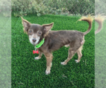 Jude - Male Chihuahua-Unknown Mix Dog for Adoption - Small photo