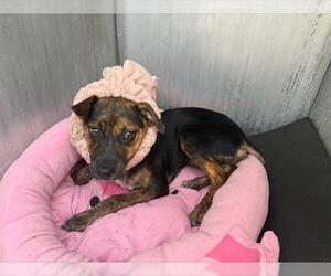 Black Mouth Cur-Unknown Mix Dogs for adoption in San Antonio, TX, USA