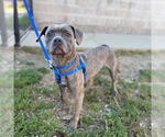 Small American French Bull Terrier