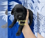 Small #2 Labrador Retriever