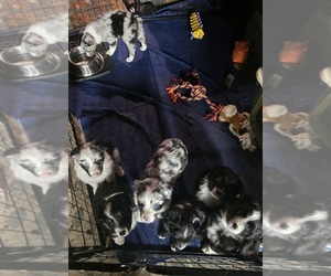 Australian Shepherd Litter for sale in BLODGETT, OR, USA