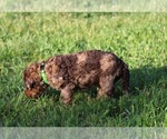 Small Photo #48 Goldendoodle Puppy For Sale in HOWARD CITY, MI, USA