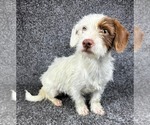 Small #2 Dachshund Mix