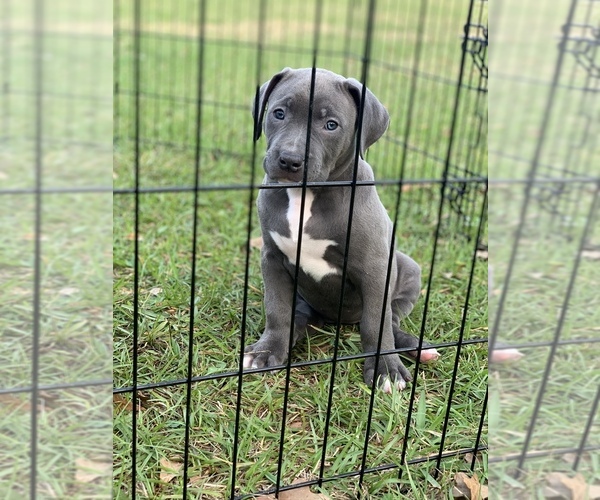 Medium Photo #8 American Pit Bull Terrier Puppy For Sale in FORT WALTON BEACH, FL, USA