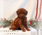 Small Photo #1 Goldendoodle (Miniature) Puppy For Sale in LITITZ, PA, USA