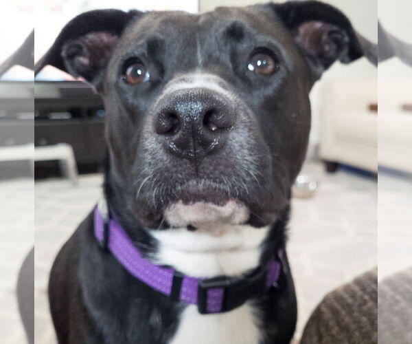 Medium Photo #43 American Staffordshire Terrier-Unknown Mix Puppy For Sale in Rosenberg, TX, USA