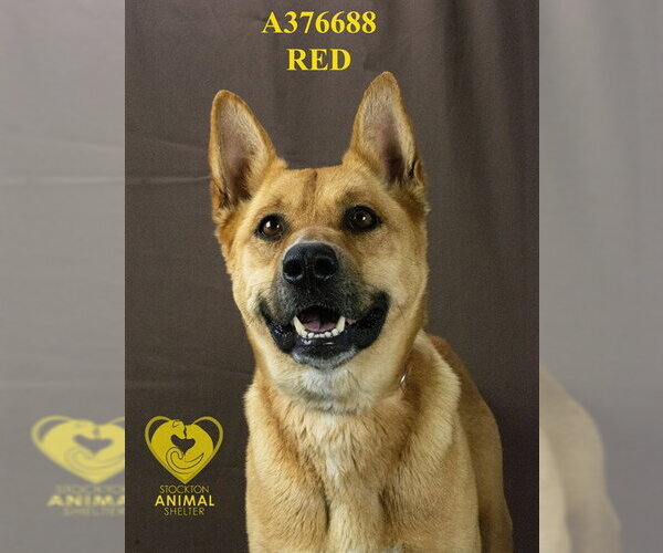 Medium Photo #2 Carolina Dog-German Shepherd Dog Mix Puppy For Sale in Stockton, CA, USA