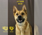 Small #1 Chow Chow