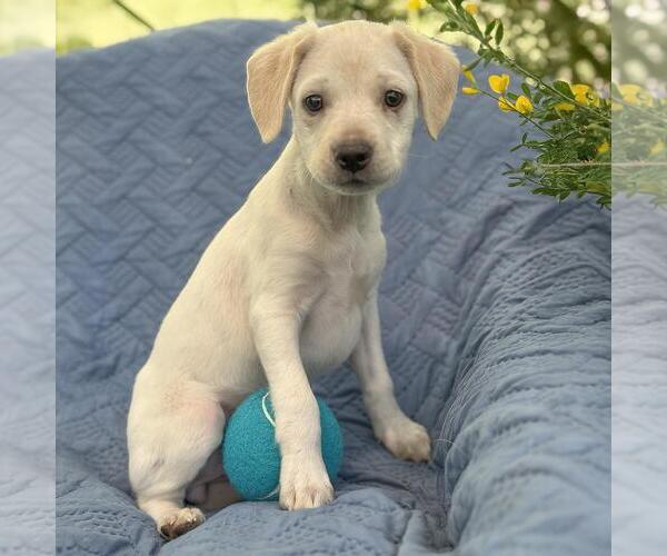 Medium Photo #1 Colonial Cocker Spaniel-Unknown Mix Puppy For Sale in San Diego, CA, USA
