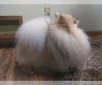Small Photo #1 Pomeranian Puppy For Sale in WOODSTOCK, GA, USA