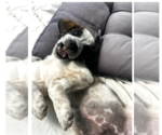 Small #2 Australian Shepherd Mix