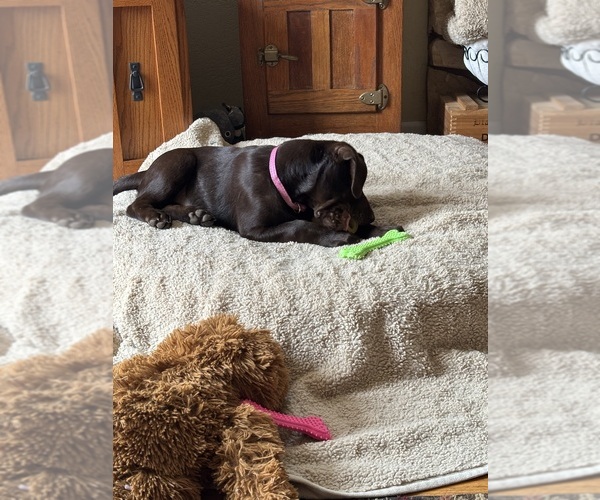 Medium Photo #3 Labrador Retriever Puppy For Sale in SANTA MARIA, CA, USA