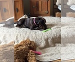 Small #2 Labrador Retriever
