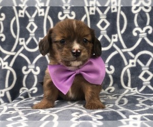 Dachshund-Unknown Mix Puppy for sale in LAKELAND, FL, USA