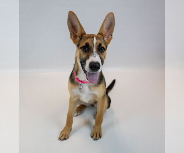 Medium Photo #4 Mutt Puppy For Sale in Kennesaw, GA, USA