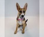 Small #3 Mutt