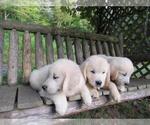 Small Photo #31 English Cream Golden Retriever Puppy For Sale in MILLVILLE, MA, USA