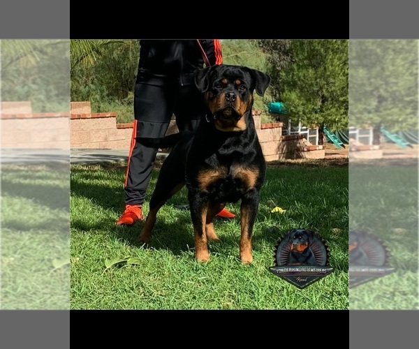 Medium Photo #1 Rottweiler Puppy For Sale in MENIFEE, CA, USA