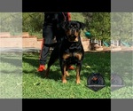 Small Photo #1 Rottweiler Puppy For Sale in MENIFEE, CA, USA