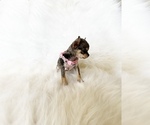 Small #1 Chihuahua