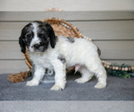 Small #1 Cocker Spaniel