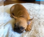 Puppy Sammy French Bulldog