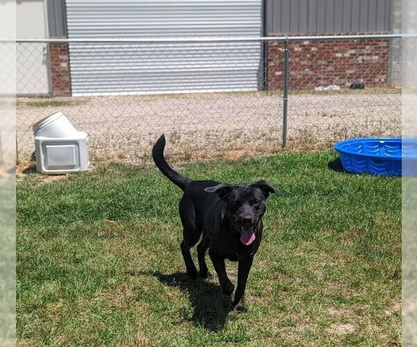 Medium Photo #4 Labrador Retriever-Unknown Mix Puppy For Sale in Canton, CT, USA
