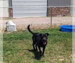 Small #3 Labrador Retriever Mix