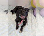 Small #6 Mountain Cur Mix