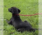 Small #1 Mutt