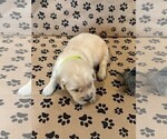 Small #7 Golden Retriever