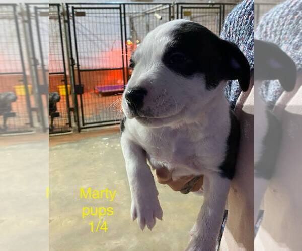 Medium Photo #4 Labrador Retriever-Unknown Mix Puppy For Sale in Brooksville, FL, USA