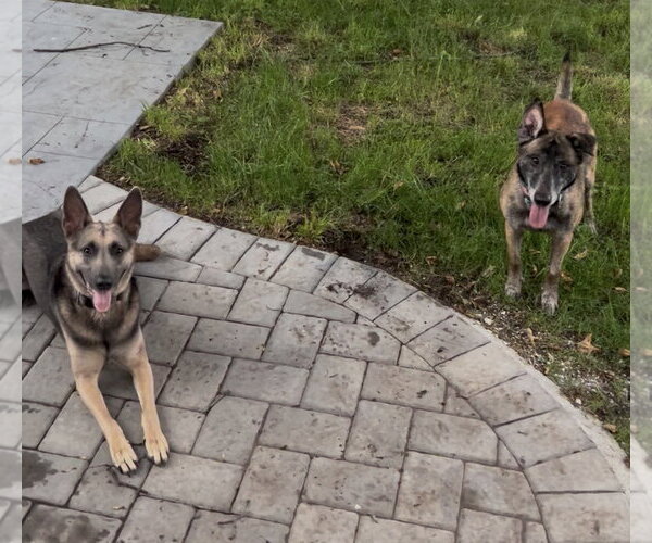 Medium Photo #15 Mutt Puppy For Sale in Stevens Point, WI, USA