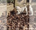 Small Photo #8 Labradoodle Puppy For Sale in BAHAMA, NC, USA