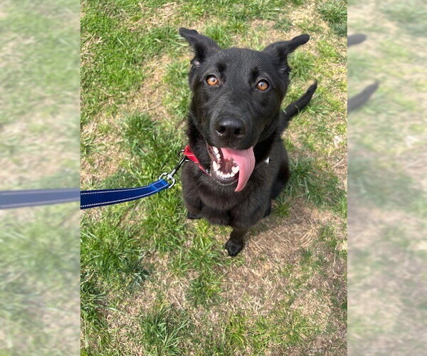 Medium Photo #8 Mutt Puppy For Sale in Candler, NC, USA