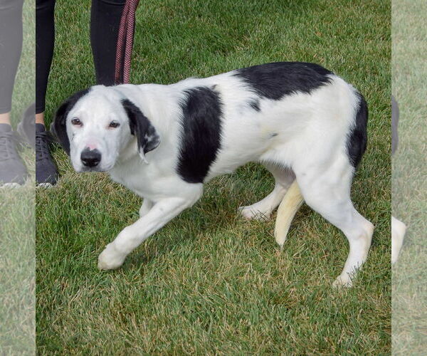 Medium Photo #4 American Staffordshire Terrier-Unknown Mix Puppy For Sale in Huntley, IL, USA
