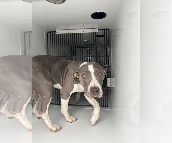 Medium Photo #8 American Pit Bull Terrier-Unknown Mix Puppy For Sale in Virginia Beach, VA, USA