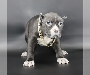 American Bully Puppy for sale in CHAMPAIGN, IL, USA