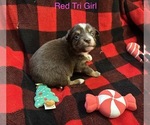 Puppy Puppy 7 RTF Miniature Australian Shepherd