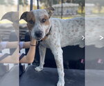 Small #2 Mutt