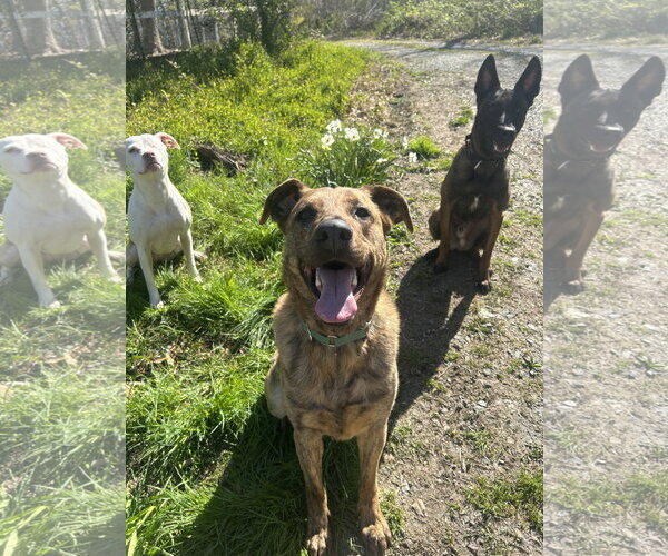 Medium Photo #4 Mutt Puppy For Sale in Sykesville, MD, USA