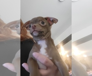 Chihuahua Puppy for sale in BLUE RIVER, WI, USA