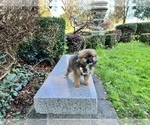 Small Photo #55 Pomeranian Puppy For Sale in HAYWARD, CA, USA