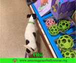 Small #10 Jack Russell Terrier Mix