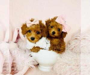 Poodle (Toy) Puppy for sale in LEWISVILLE, TX, USA