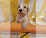 Small Photo #78 Bordoodle Puppy For Sale in COPPERAS COVE, TX, USA